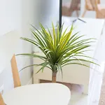 Daire Family Auditorio Las Palmas de Gran Canaria
